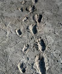 Le straordinarie impronte di Laetoli